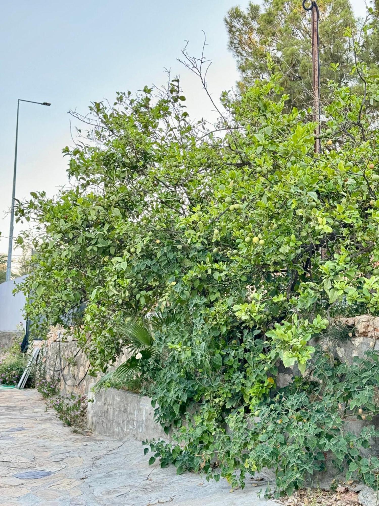 פטארה Rose Hotel B&B מראה חיצוני תמונה