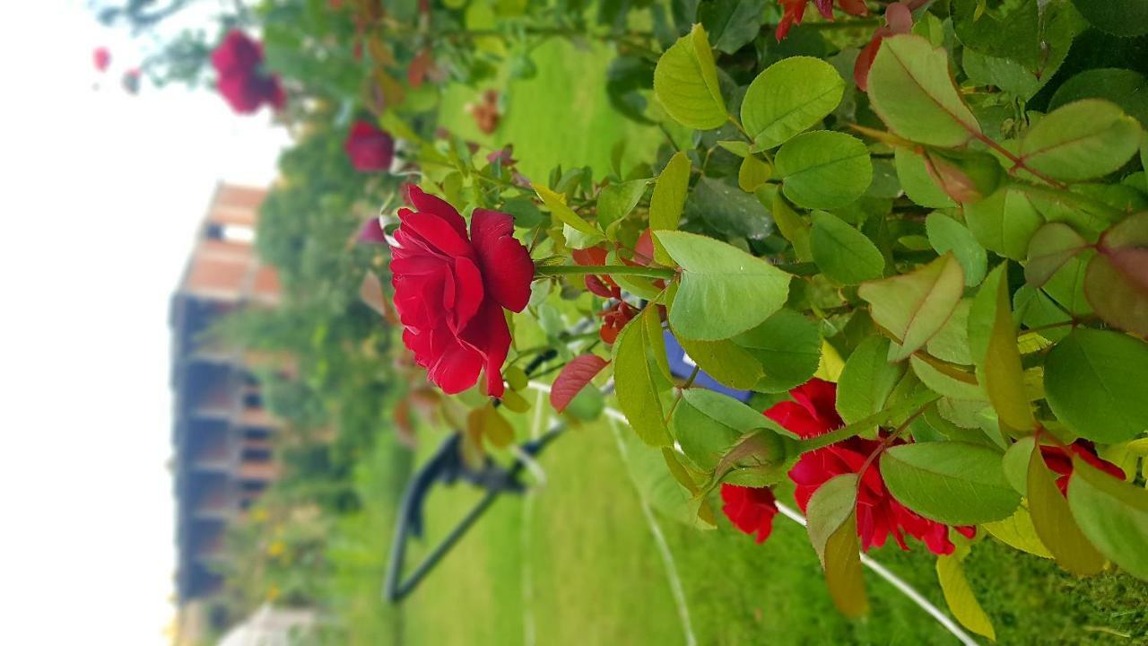פטארה Rose Hotel B&B מראה חיצוני תמונה